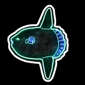Mola Mola Ocean Sunfish Neon Design Sticker