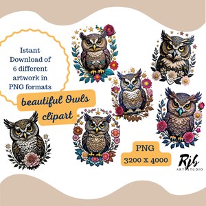 6 Beautiful Owls PNG trasparent clipart