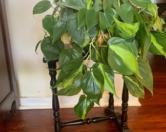 Philodendron Brasil - Large - trailing-hanging basket