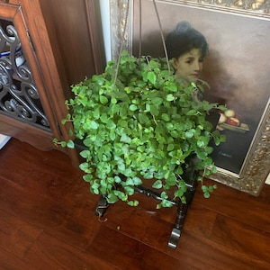 Creeping Fig Hanging Basket - Ficus Pumila- Organic - Large 5inch