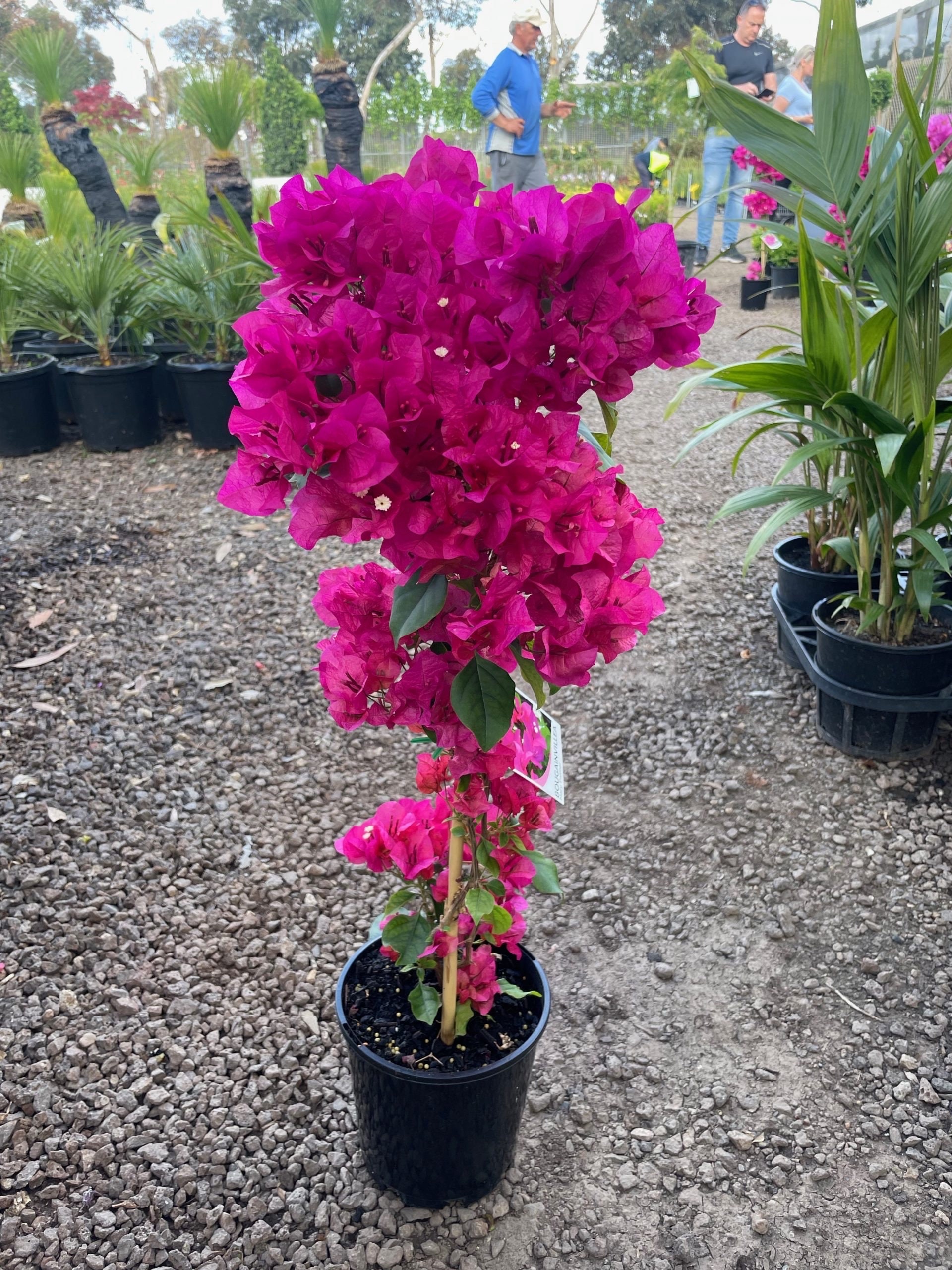 Klein zonlicht Werkelijk Organic Bougainvillea Vine on Trellis Roughly 24-36 Inches - Etsy