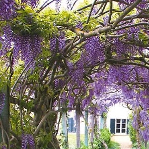 Wisteria Vine - 24- 36 inches in height roughly on trellis