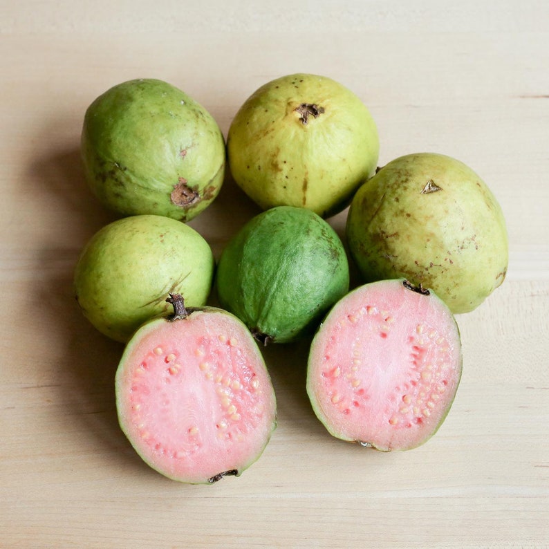 Organic Pink Guava Tree 2436 Inches Ships Potless 1822 Months Old Etsy