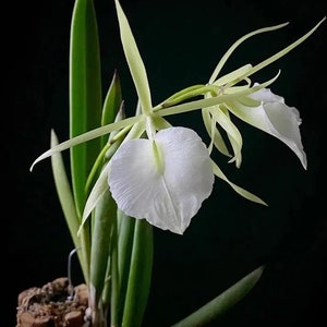 Lady of the Night Orchid  - Brassalova Nodola Orchid - 6 -8 inch height - does not ship in spike