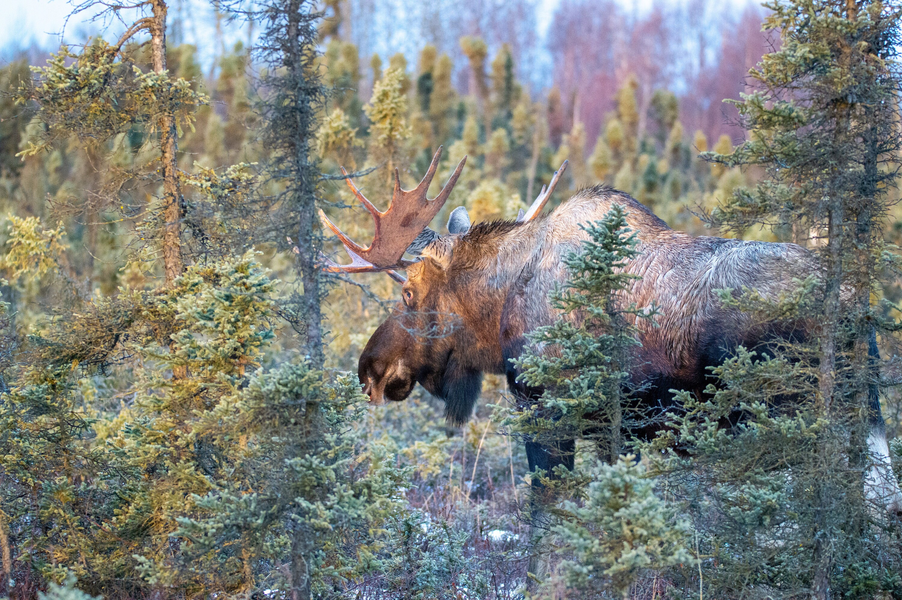 Alaskan Bull Moose - Etsy