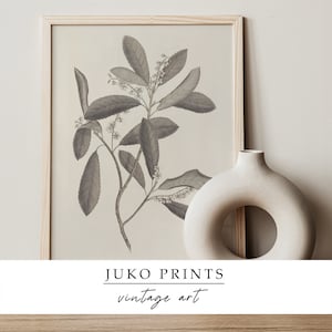 Printable Wall Art Vintage Gallery Set of 6 six Botanical Paintings for ...