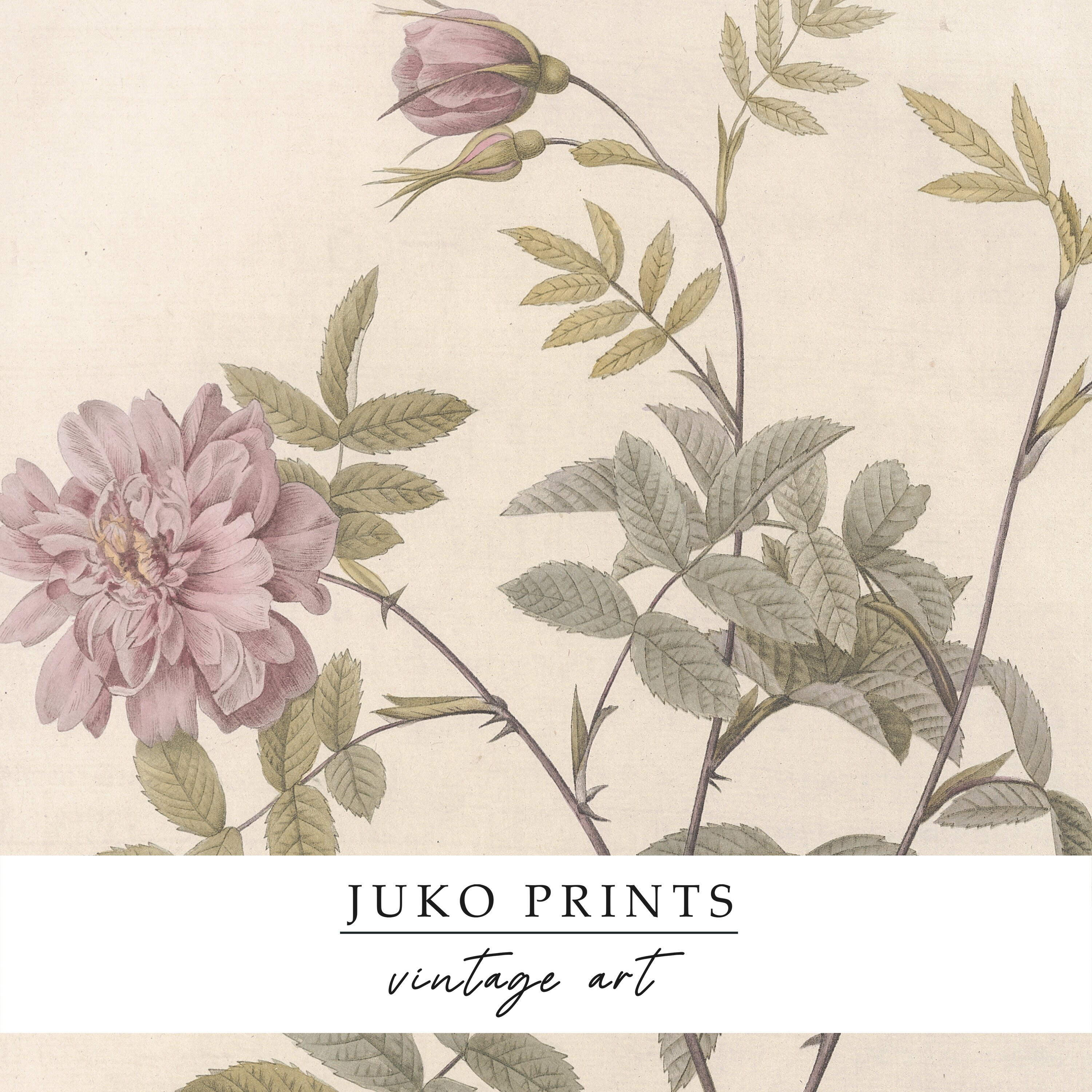Vintage Farmhouse Gallery Wall Botanical Print Set Set of 6 six Prints ...