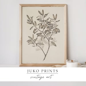 Printable Wall Art Vintage Gallery Set of 6 six Botanical Paintings for ...