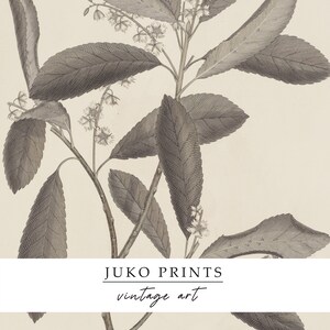 Printable Wall Art Vintage Gallery Set of 6 six Botanical Paintings for ...