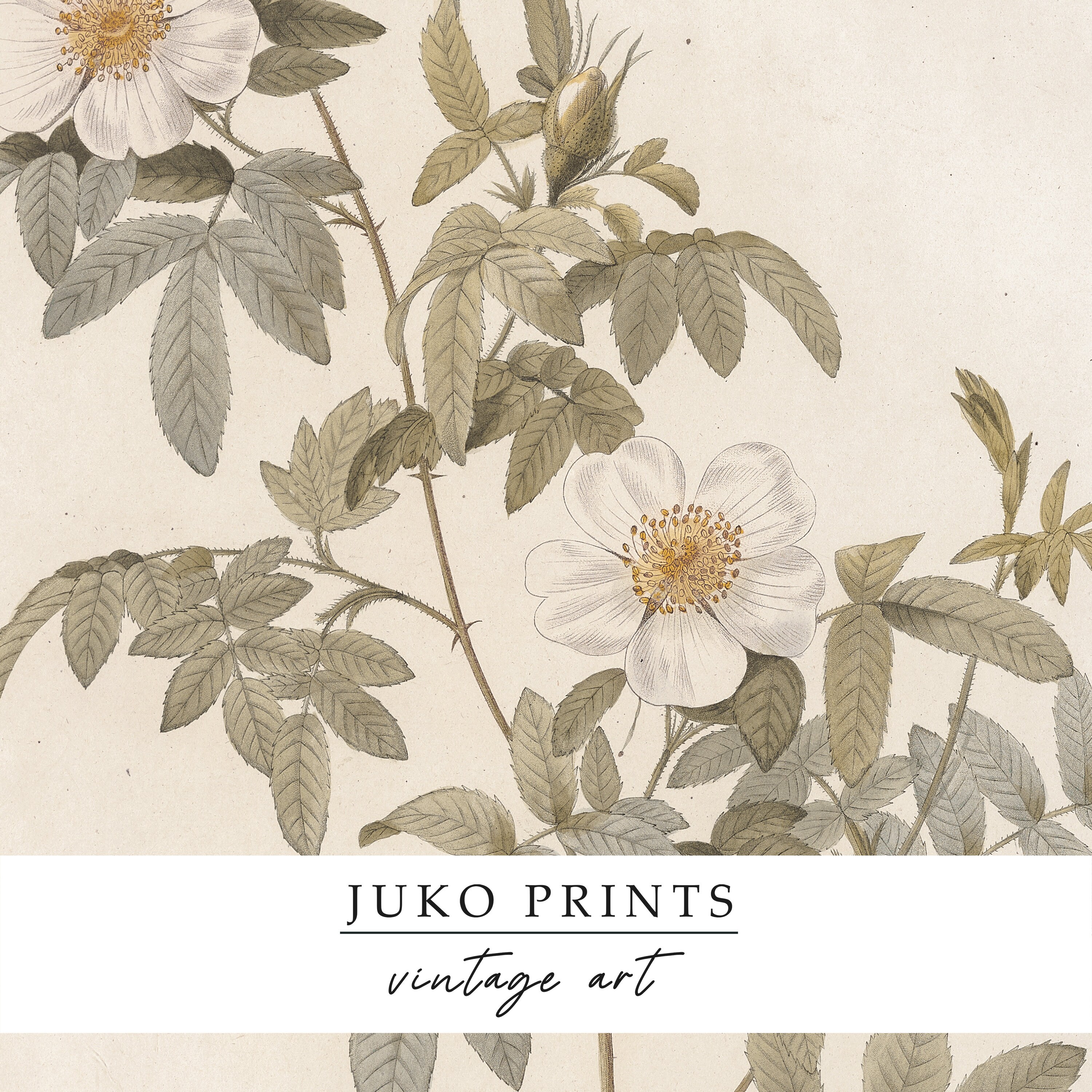 Vintage Farmhouse Gallery Wall Botanical Print Set Set of 6 six Prints ...