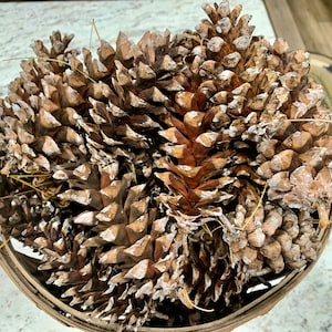 Bulk Dried Pine Cones- White pine cones for crafting, decor, weddings, and more!