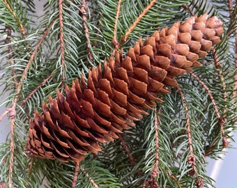 Pine Cones- dried Norway Spruce pine cones for crafting, decor, weddings, and more!
