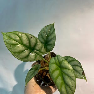 alocasia draak zilveren schaal