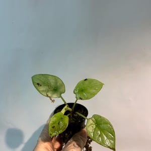 Alocasia Dragon Scale Silver baby