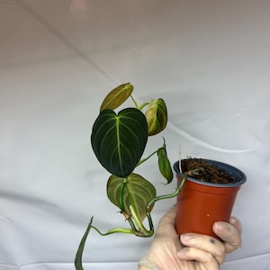 small Philodendron Melanochrysum
