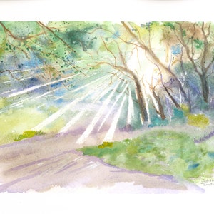 Sunlight Shining Through Forest