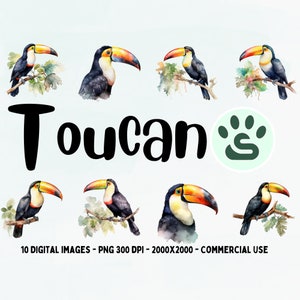 Tucano Colorido PNG | Pássaro tropical | Pássaro colorido fofo PNG | Clipart de tucano aquarela | Pacote de clipart de folhas da selva | Uso comercial