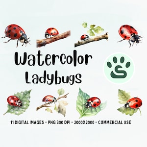 Coccinella rossa PNG / Coccinella insetto / Coccinella colorata carina PNG / Acquerello Coccinella Clipart / Bella Coccinella Arte / Uso commerciale completo