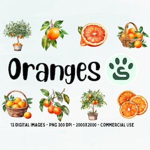 Oranges Clipart, Orange Fruit PNG, Watercolor Summer Oranges illustration, Fruit Clipart, Food PNG, Citrus Watercolor, Commercial Use
