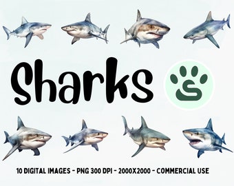 Watercolor Shark Clipart | Ocean Animals PNG | Sea Life Images | Great White Graphics | Shark Illustrations | Sea Creatures | Commercial Use
