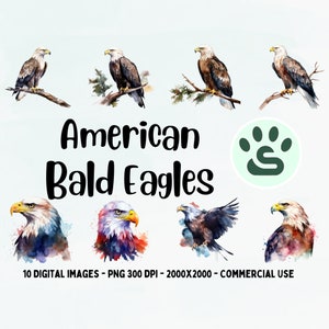 Weißkopfseeadler PNG, American Eagle Clipart, Vogel Illustration, Tier Clipart, transparenter Hintergrund, Sofortiger Download, digitale Kunst, Wandkunst