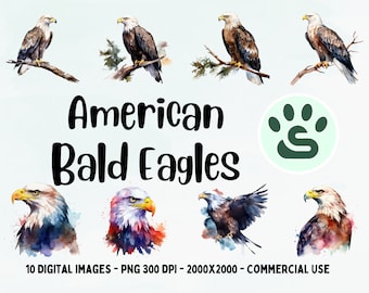 Bald Eagle PNG, American Eagle Clipart, Bird illustration, Animal Clipart, Transparent background, Instant download, Digital art, Wall Art