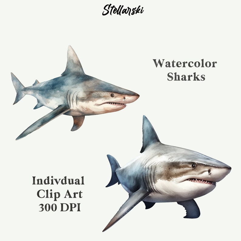Watercolor Shark Clipart Ocean Animals PNG Sea Life Images Great White Watercolor Shark Clipart Ocean Animals PNG Sea Life Images Great White