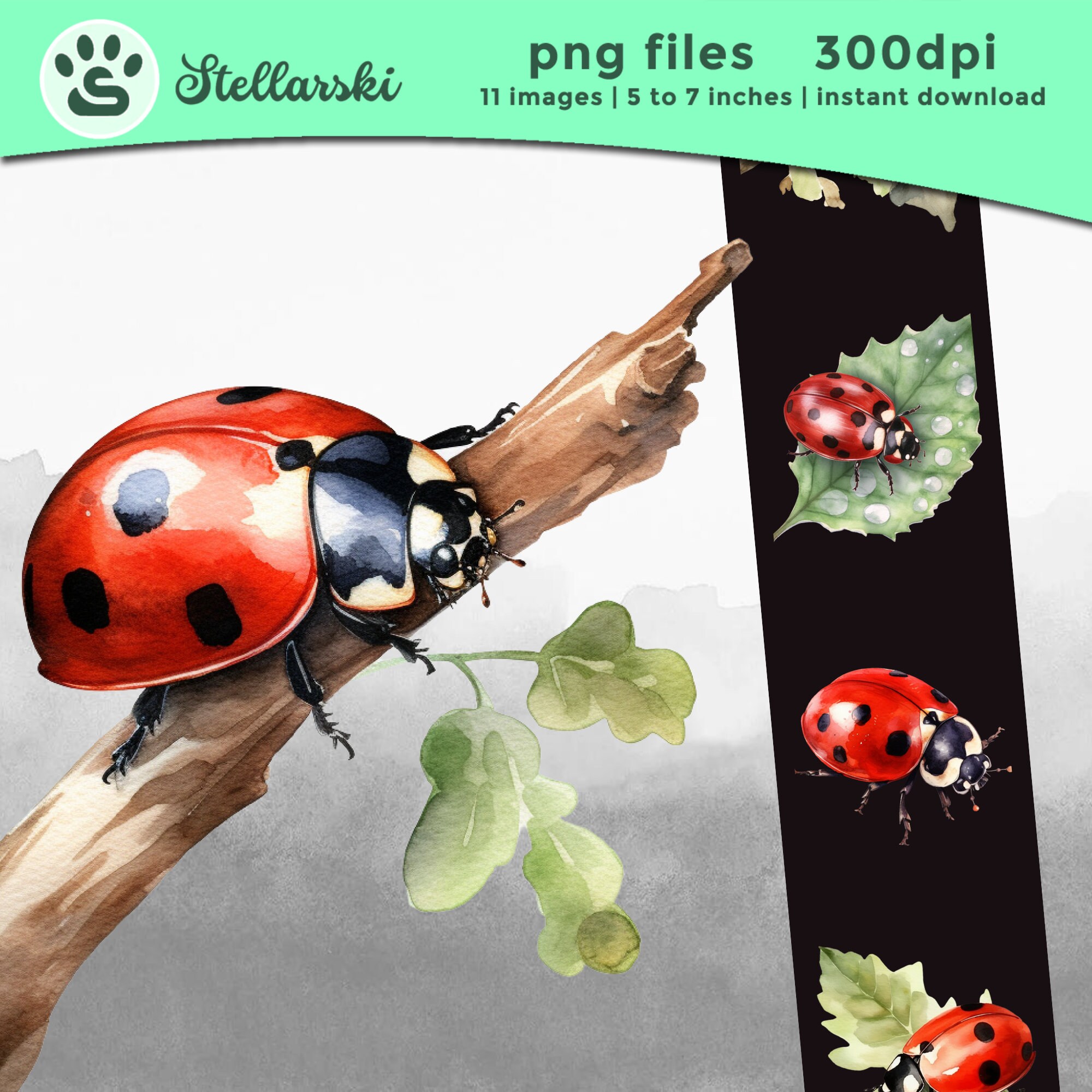 Red Ladybug PNG Ladybug Insect Cute Colorful Ladybug PNG Watercolor ...