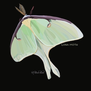 Luna Moth Print | Moth Artwork | Luna Moth Wall Decor