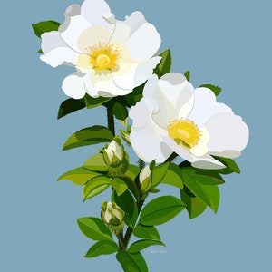 Cherokee Rose Print | Georgia State Flower Painting | GA Print | Georgia Wall Decor