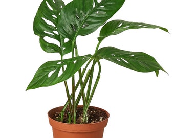 Monstera Adansonii 'Swiss Cheese' 3 Inch Nursery Pot Grown in USA Free Shipping in Continental USA included