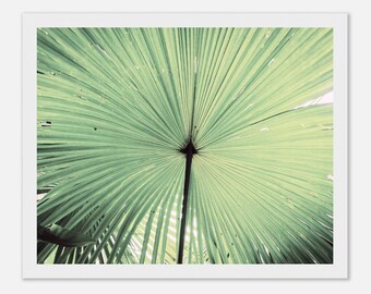Fan Palm Leaf Framed Print | Soft Green Tropical Wall Art | Botanical Photo | Nature Image Home Decor | Minimal Jungle Print | Ready to Hang