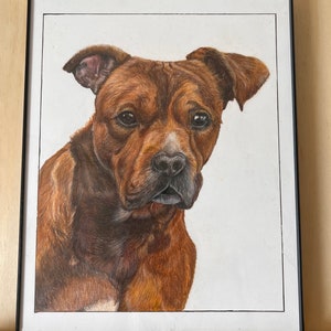 Custom Color Pencil Pet Portrait