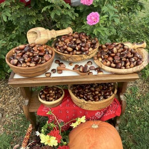 May include: A wooden table holds several bowls filled with brown chestnuts, a wooden scoop, and a small spoon. Below, a red bandana, a large orange pumpkin, several yellow squash, and dried multi-colored corn cobs are arranged on the ground.