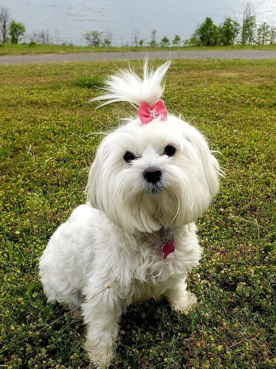 Maltese Long Hair Umbrella Maltese Long Hair Umbrella