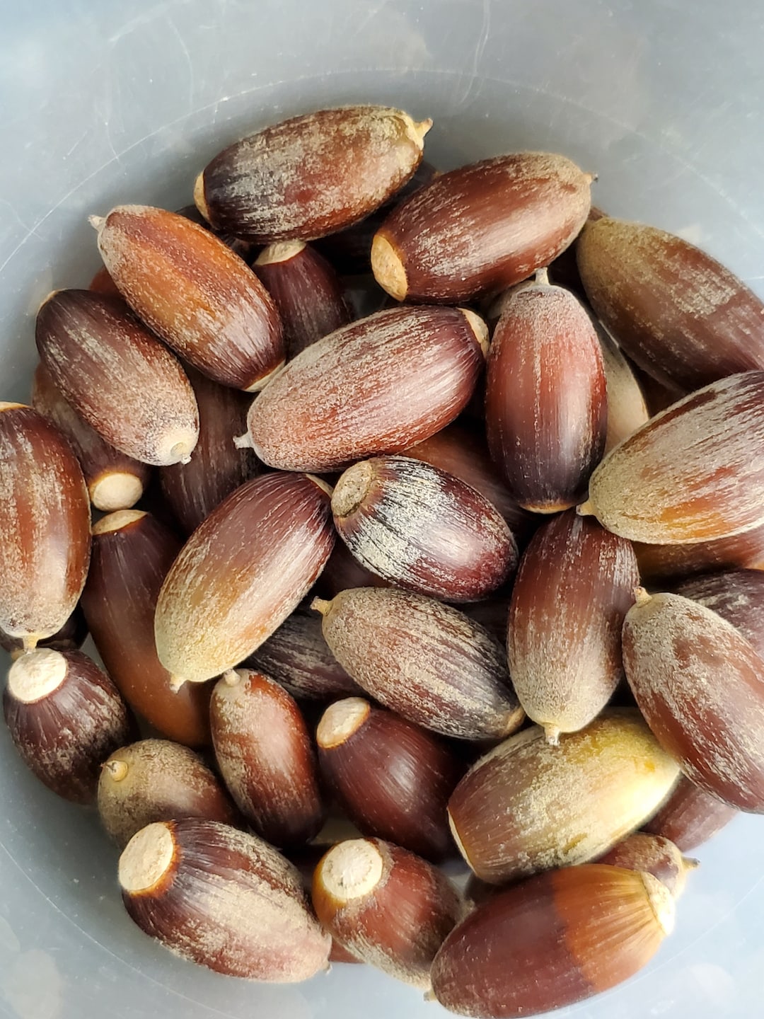 Mexican White Oak Acorns, Also Called Monterrey Oak quercus Polymorpha ...
