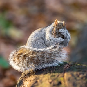 Shy Squirrel in Central Park New York City | WALLPAPER | ready for PRINT | Instant download