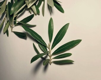 Olive Stem Tips - Live + Fresh