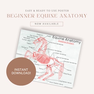 Guide du débutant sur l'anatomie équine en téléchargement numérique Poster Outils d'apprentissage pour l'écurie