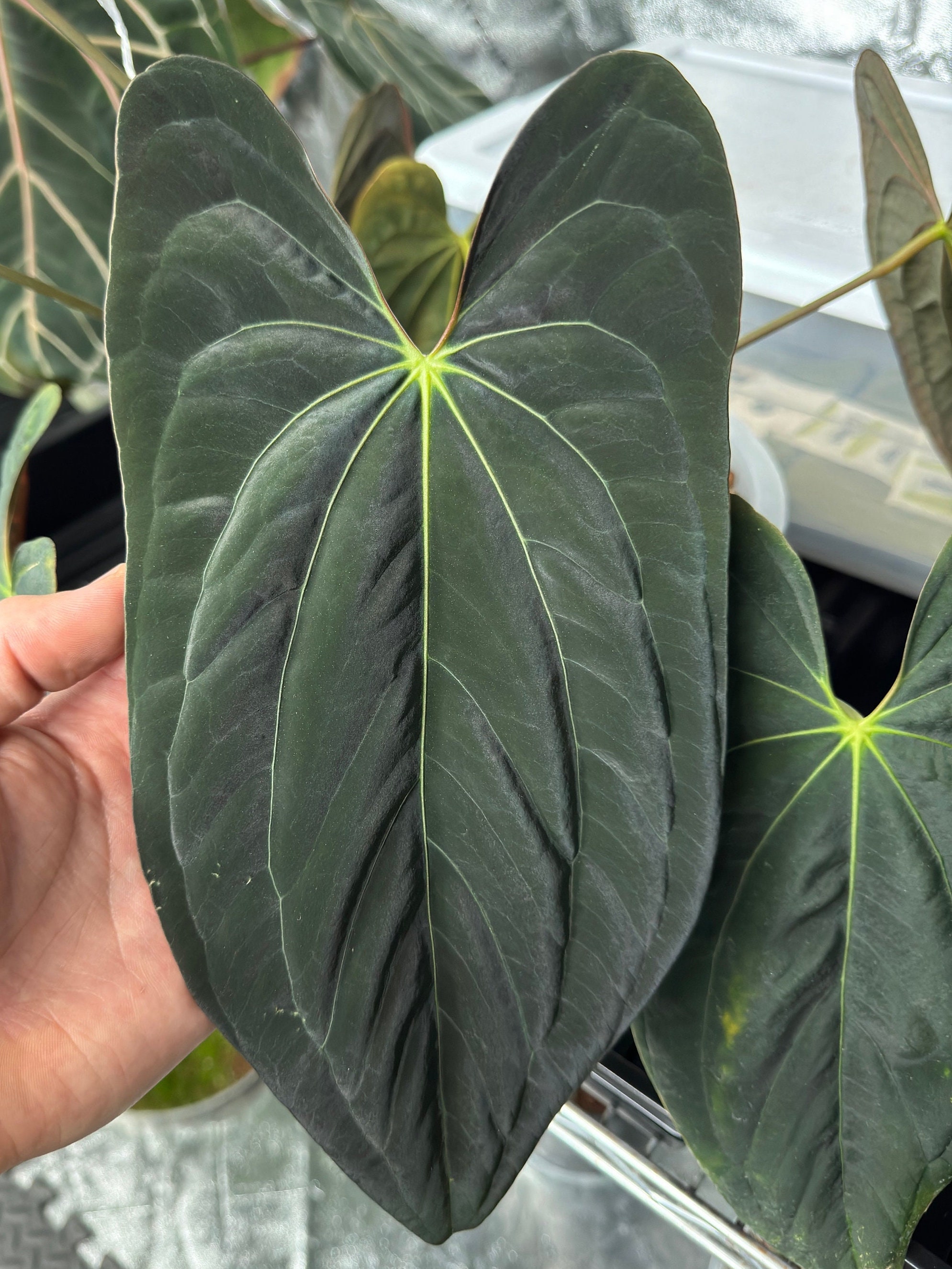 Anthurium (papillilaminum x forgetii) x self