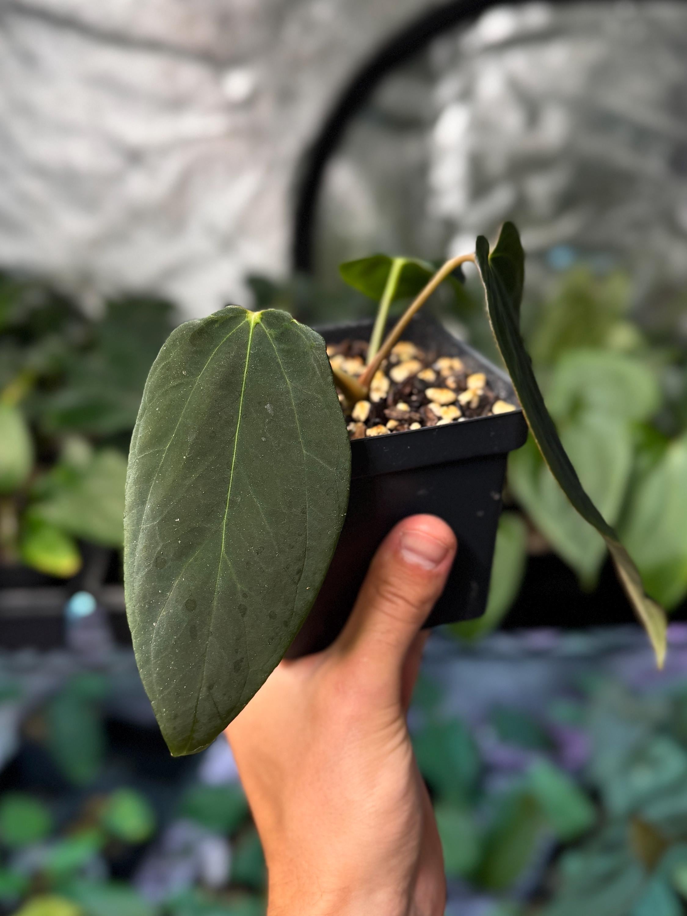 アンスリウム （AOS x Antolakii） x Portillae ANTOLAKII(formerly bvep) x PORTILLAE is looking pretty spectacular