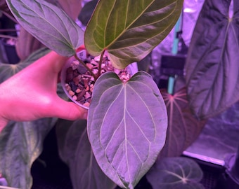 US Seller Anthurium King of Spades X Red Crystallinum S1 Seedling