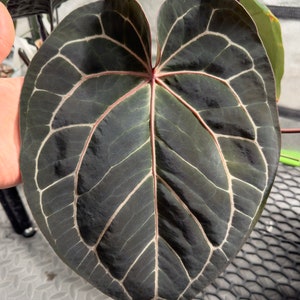 Anthurium Docblock F2 Clone USA SELLER - Etsy
