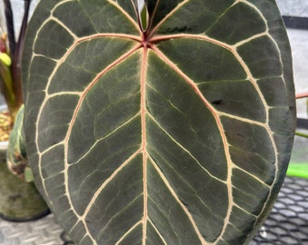 Anthurium DocBlock x Dark Phoenix Goliath USA SELLER