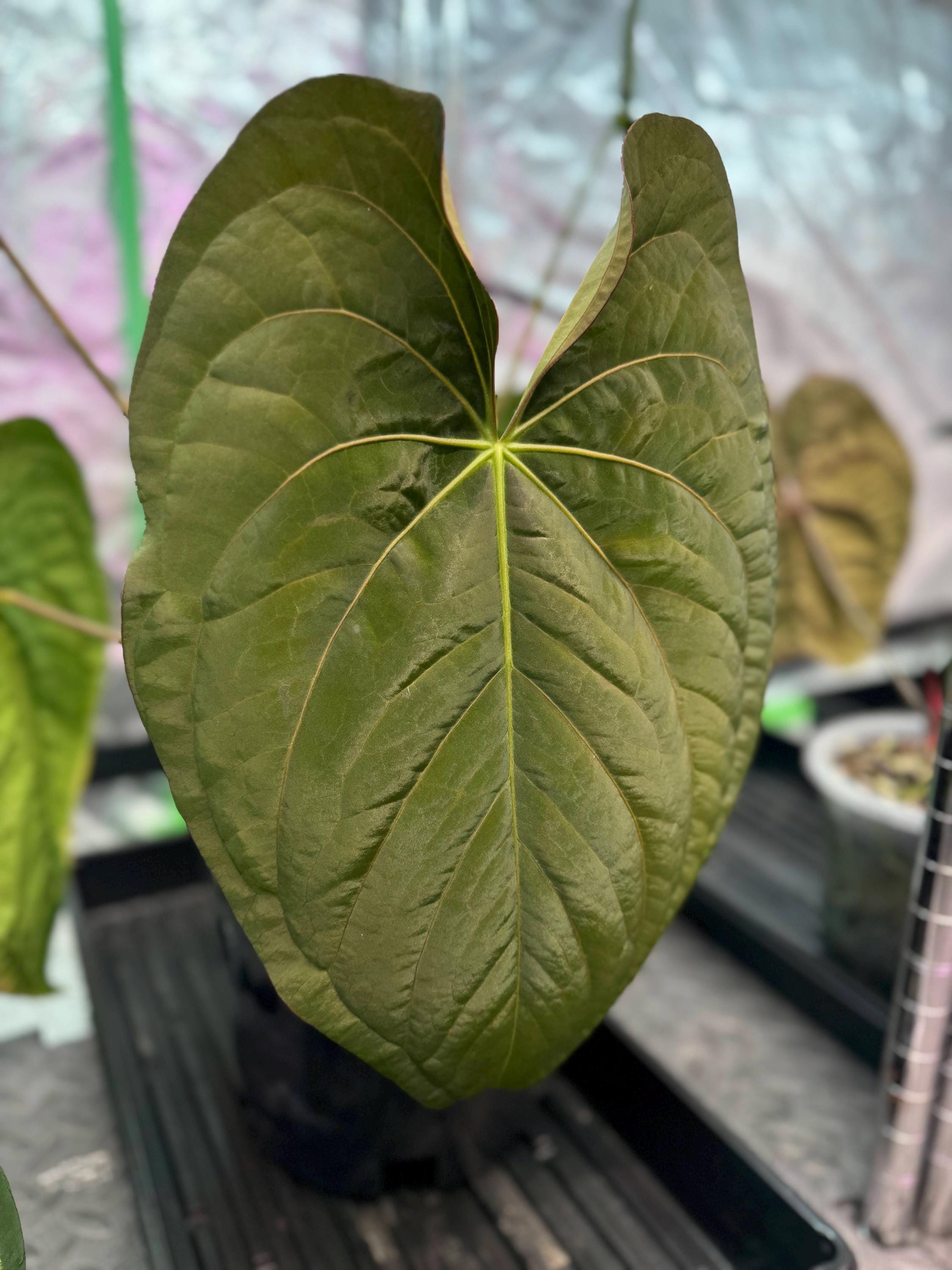 Anthurium Dark Phoenix - Etsy Anthurium Dark Phoenix - Etsy