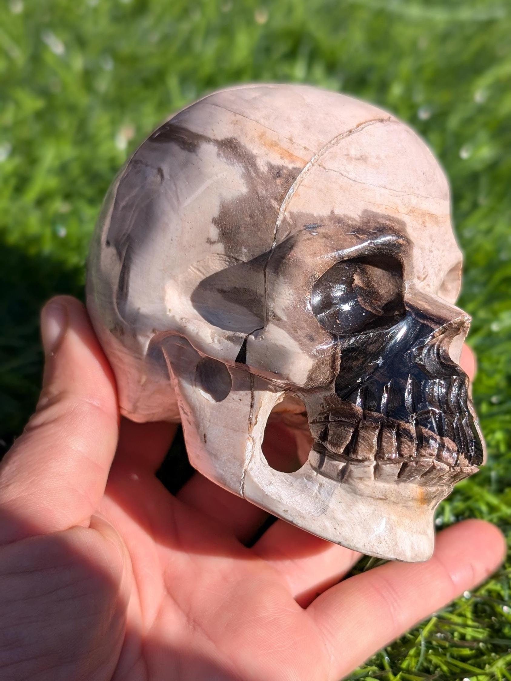 Petrified Wood Skull 3.88" from Indonesia.  Black and White Petrified Wood, Rare and High Quality, Realistic Skull Carving, BW22 Human Skull