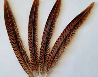 Natural  Golden Pheasant Tails  Feathers in Sizes 6"-8"  (single or 10 per unit) and 8-10" single unit. Taller available if in stock