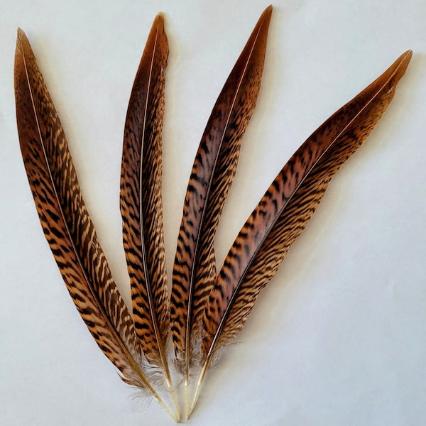 Natural  Golden Pheasant Tails  Feathers in Sizes 6"-8"  (single or 10 per unit) and 8-10" single unit. Taller available if in stock