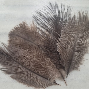 May include: Four brown ostrich feathers with long, delicate plumes. The feathers are arranged in a fan shape, with the tips of the plumes pointing outwards.