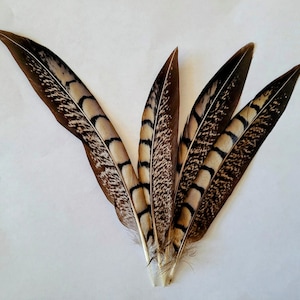 May include: Five brown and white pheasant feathers with a spotted pattern. The feathers are arranged in a fan shape.